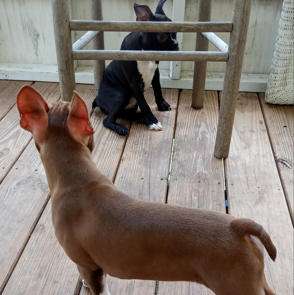 Meet your Posher, Ashley - Picture 2 of 2